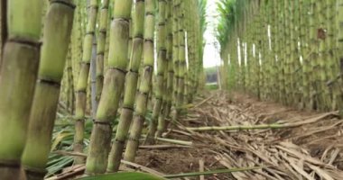 Sugarcane plants growing on the field