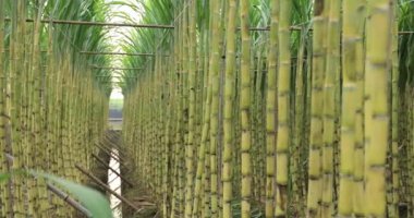 Sugarcane plants growing on the field