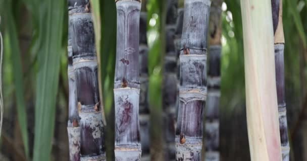 畑で育つサトウキビの植物 — ストック動画