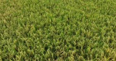 view of wheat field, agriculture concept