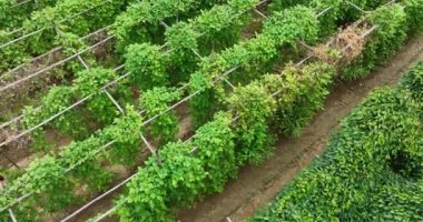 Yeşil bitkiler, bitki örtüsü ve yapraklar.