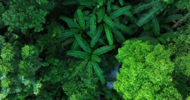 Nehir, bitki örtüsü ve yapraklı yeşil tropikal ormanın havadan görünüşü