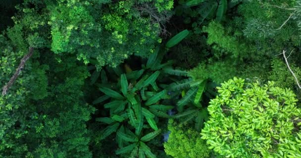 Αεροφωτογραφία Του Πράσινου Τροπικού Δάσους Ρεύμα Χλωρίδα Και Φύλλωμα — Αρχείο Βίντεο
