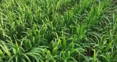 Sugarcane plants growing on the field