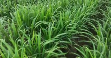 Sugarcane plants growing on the field