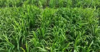 Sugarcane plants growing on the field