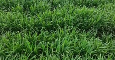Sugarcane plants growing on the field
