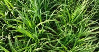 Sugarcane plants growing on the field