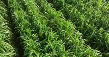 Sugarcane plants growing on the field