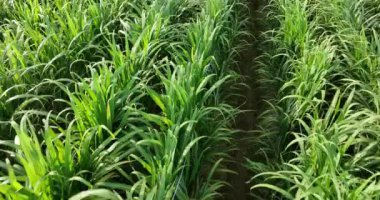 Sugarcane plants growing on the field