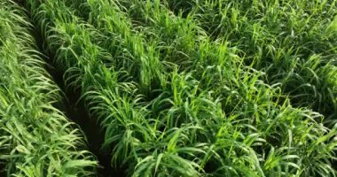 Sugarcane plants growing on the field