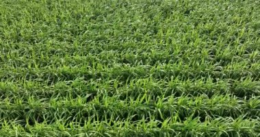 Sugarcane plants growing on the field