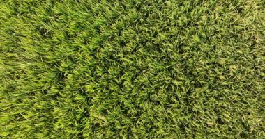 view of wheat field, agriculture concept