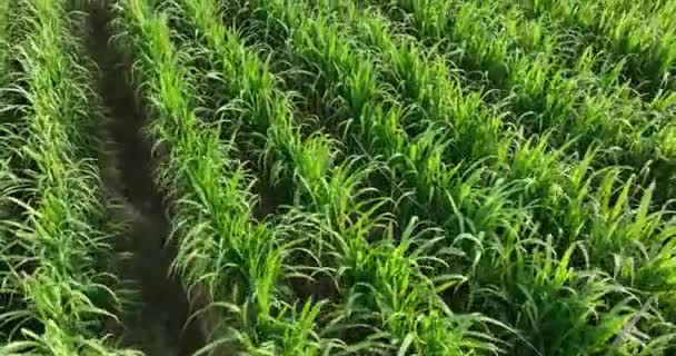 田里生长的甘蔗植物 — 图库视频影像