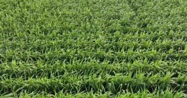 Sugarcane plants growing on the field