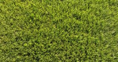 Buğday tarlası, tarım kavramı