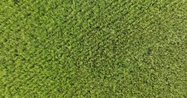 view of wheat field, agriculture concept