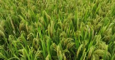 view of wheat field, agriculture concept