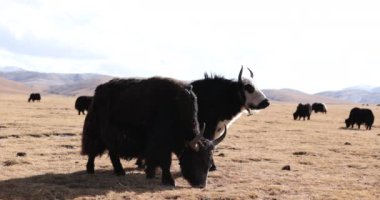 herd of yaks grazing on the pasture