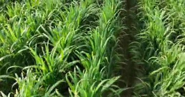 Sugarcane plants growing on the field