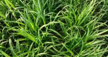 Sugarcane plants growing on the field