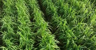 Sugarcane plants growing on the field