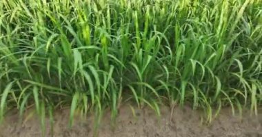 Sugarcane plants growing on the field