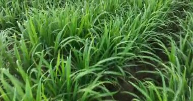 Sugarcane plants growing on the field