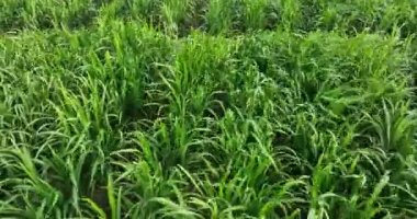 Sugarcane plants growing on the field