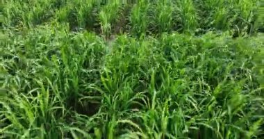 Sugarcane plants growing on the field