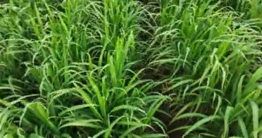 Sugarcane plants growing on the field