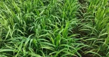 Sugarcane plants growing on the field