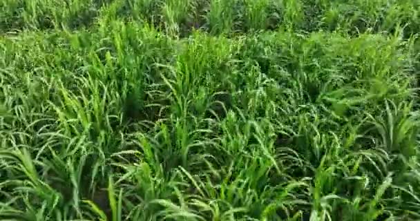 Sugarcane Plants Growing Field — Stockvideo