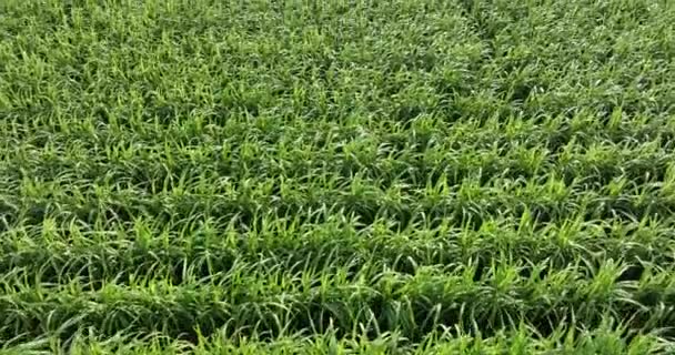 Sugarcane Plants Growing Field — Stok video