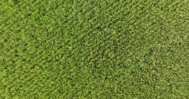 view of wheat field, agriculture concept