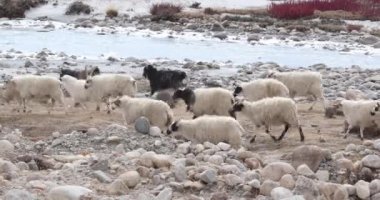 Keçiler nehir kıyısında yürüyor.