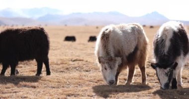 sahada otlatma keçi