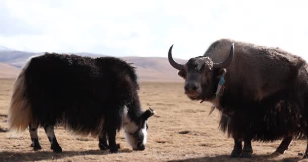 Herd Yaks Grazing Pasture — Stock Video