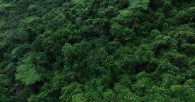 Yeşil ağaçlı güzel ormanın havadan görünüşü