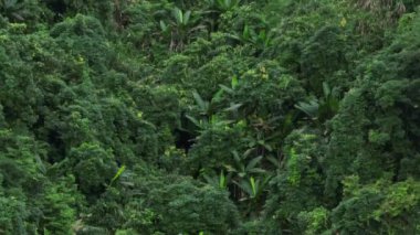 Yeşil ağaçlı güzel ormanın havadan görünüşü