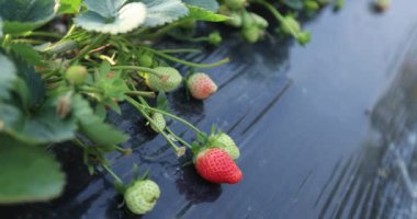 strawberries growing on mulching agro fibre in the garden.