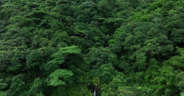 Αεροφωτογραφία Του Όμορφου Δάσους Καταπράσινα Δέντρα Και Ρυάκι — Αρχείο Βίντεο