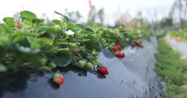 Strawberries Growing Mulching Agro Fibre Garden — Stok video