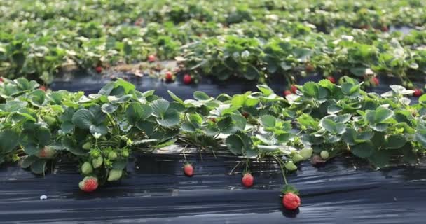 庭のマルチ農業用繊維で育てられたイチゴは — ストック動画