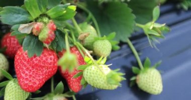 strawberries growing on mulching agro fibre in the garden.