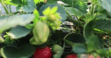 strawberries growing on mulching agro fibre in the garden.