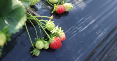 strawberries growing on mulching agro fibre in the garden.