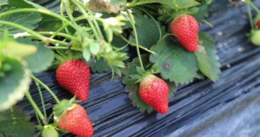 strawberries growing on mulching agro fibre in the garden.