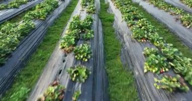 plantation of strawberries growing on mulching agro fibre in the garden.