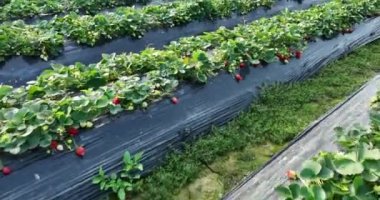 plantation of strawberries growing on mulching agro fibre in the garden.